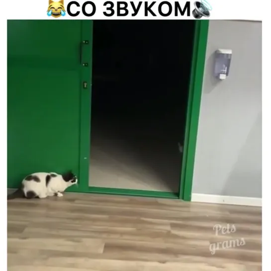 Пранк от кота