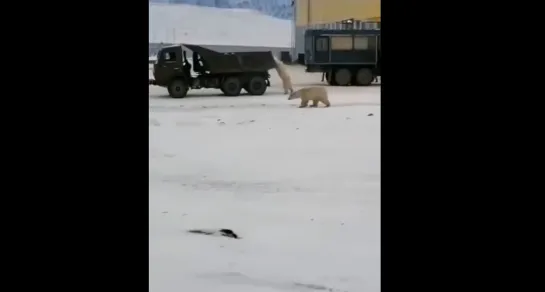 Белые медведи на пол.ставки.)