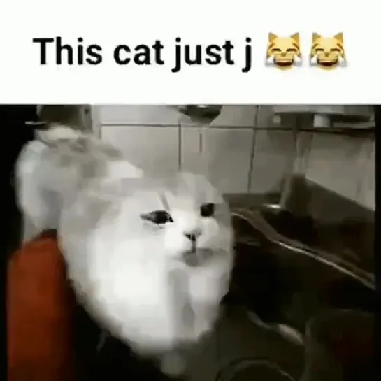 This cat just j