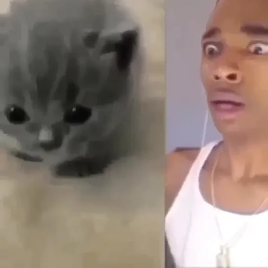 my reaction to this kitten 2022