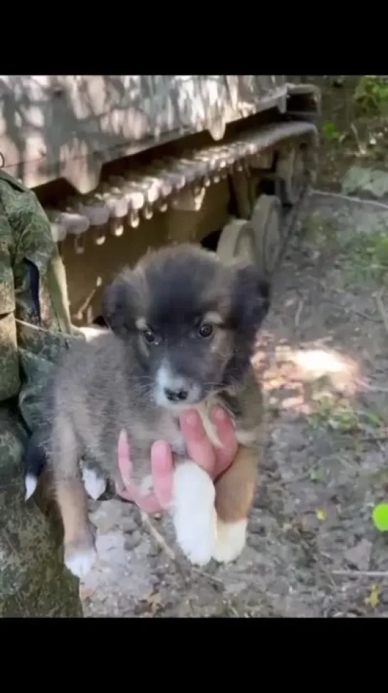 Щенок по кличке "Толстый" в рядах защитников Родины!