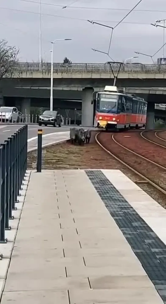 Кабаны опаздывают на трамвай 🐗🚋