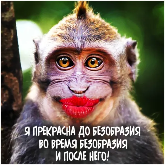 ЮМОР🦧🦍🐒  Я ЖДУ ТЕБЯ 💖🌞🐵 Прикольные Смешные обезьянки