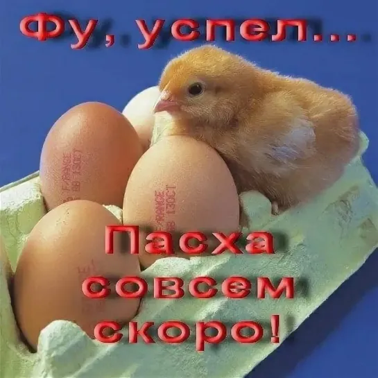 ПАСХА СОВСЕМ СКОРО! 🙏🥚🌞🐣🐤 ФУ, УСПЕЛ ВЫЛУПЕТСЯ ♛ 🐓🥚🥚► ЮМОР ◄ ╬₪🥚🥚🐓●👍🏻 Прикол