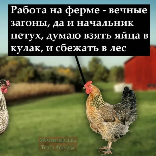 Курицы сбегают 🐔 привез кур, выпустил из клетки , они все убегают и прячутся