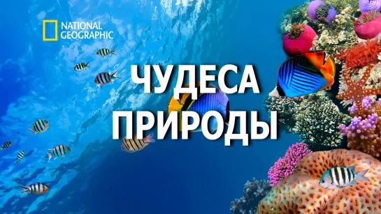 Океаны и материки #Документальный #Фильм #National #Geographic 2020 Чудеса природы