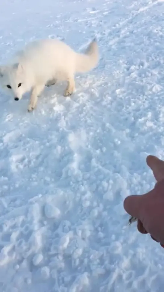 Песец, будь предельно осторожен )