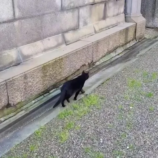 Cemetery Cat