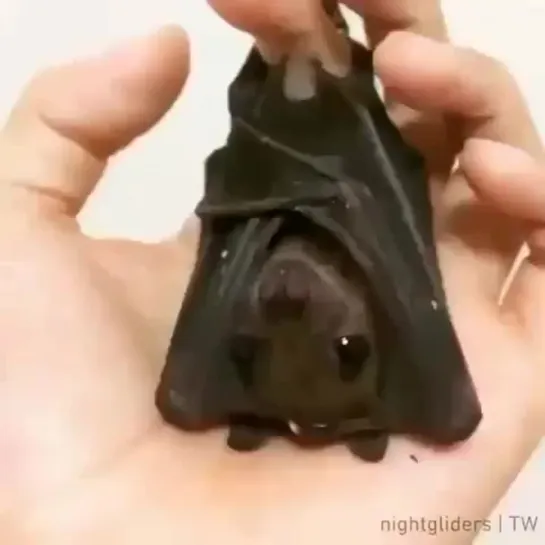 Batty