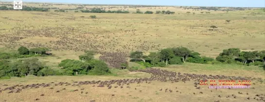 Grandes Felinos Africanos (El Reino del Coraje) UHD