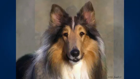 Колли (Collie)