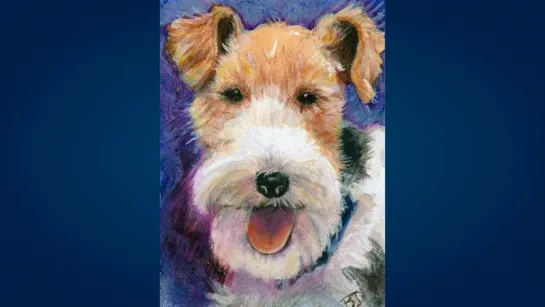 Фокстерьер (Fox Terrier)