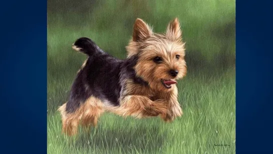 Йоркширский терьер (Yorkshire Terrier)