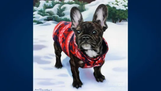 Французский бульдог (French Bulldog)