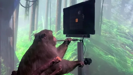 Monkey MindPong