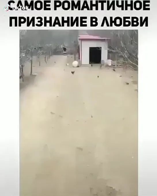 Дрессированные птицы