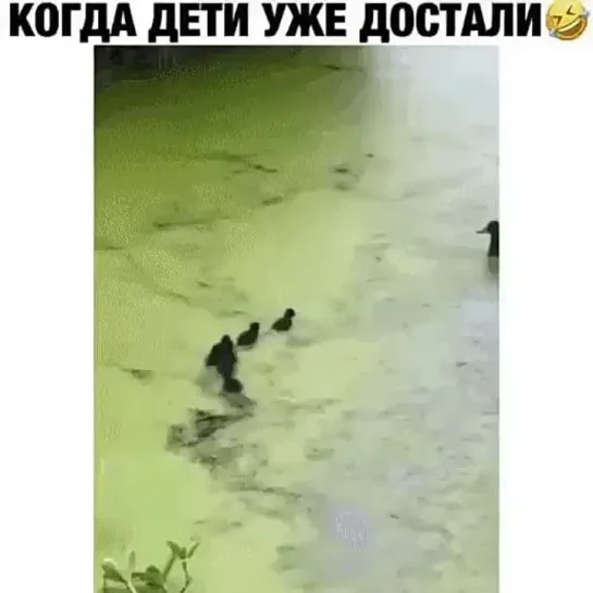 Дайте же отдохнуть!