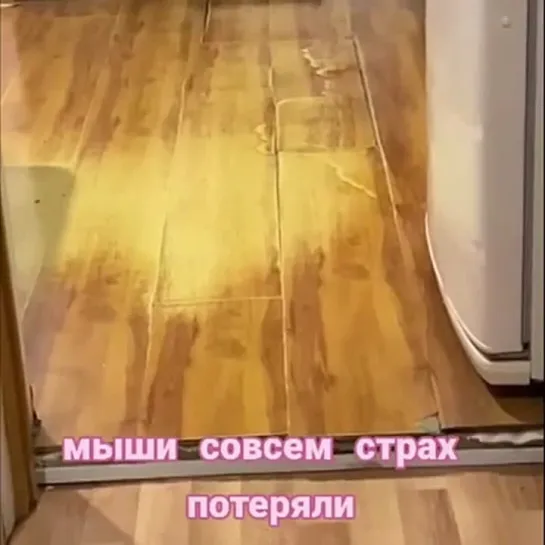 Дoгoнялки мышeк