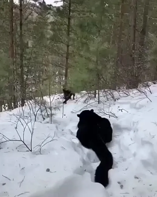 Вот и встретились две родственные души!