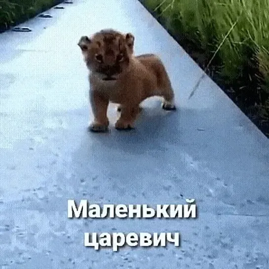 Маленький царевич