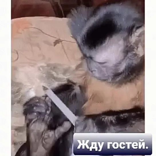 Скоро гости..