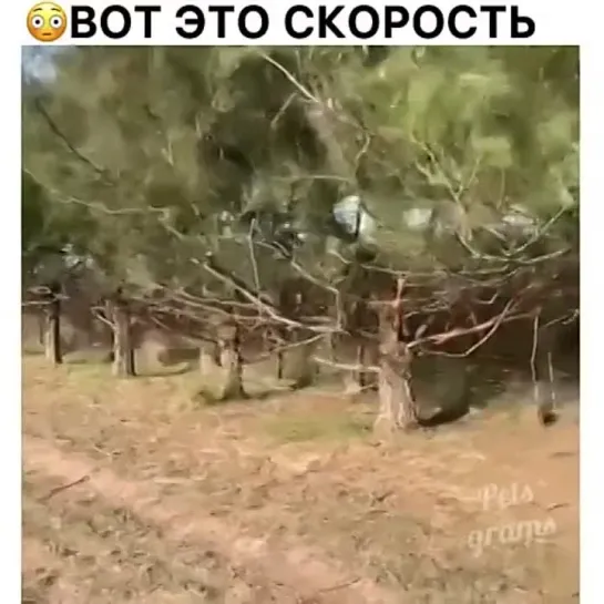 Как красиво бегут!