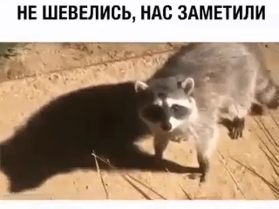 Шухер! Нас заметили!