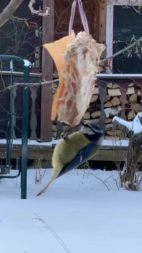 Крещенские морозы ❄️