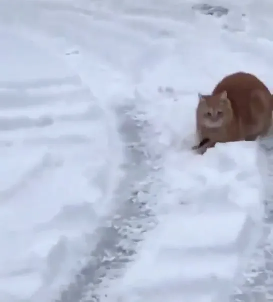 ТОМ И ДЖЕРРИ...🐭 😺