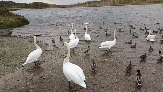 Лебединое озеро в Изборске, в которое бьют волшебные ключи