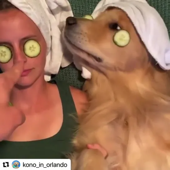 SPA DAY? 🧖‍♂️🥒🧖‍♀️ SNACK DAY?

Воскресенье-день веселья🐾
Sunday-funday!

#Repost @ kono_in_orlando with @ make_repost
・・・

#wait