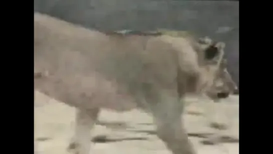 Christian - The Lion