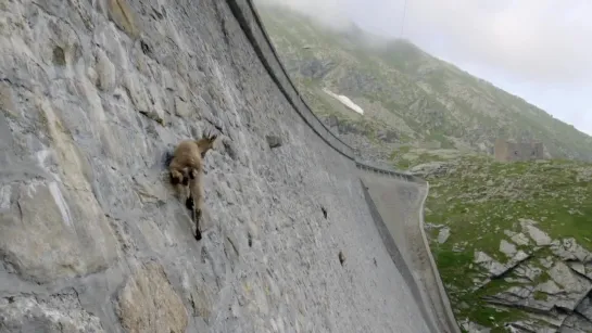 The_incredible_ibex_defies_gravity_and_climbs_a_dam___Forces_of_Nature_with_Brian_Cox_-_BBC