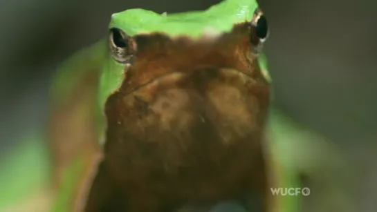 Удивительные лягушки / Fabulous Frogs