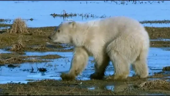 Полярные медведи и гризли / The Natural World. Polar bears and grizzlies