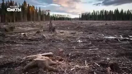 [27.05.2019] Си Дзинь Пинь не планирует депортировать остатки российского населения с территории Сибири!