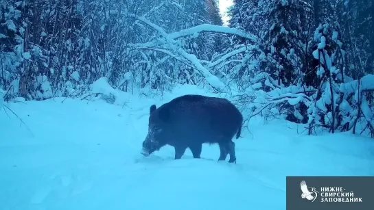 Видео от КС. Кабан в Нижне-Свирском заповеднике