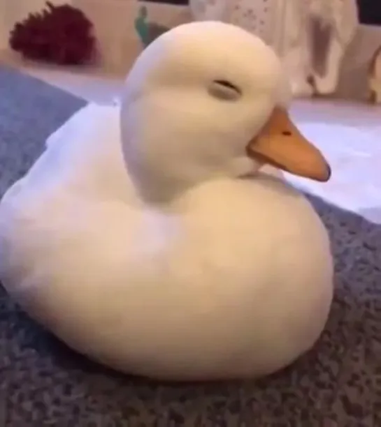 sleepy duck