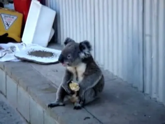 Sad koala eats an apple, looks back on his life.(грусная коала ест яблоко и думает о своей прошлой жизни)