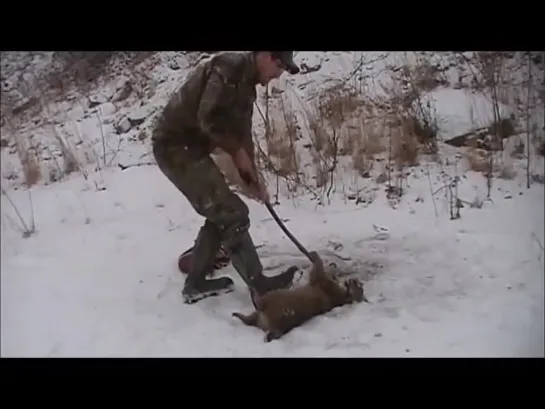 Бесстрашные друзья спасли злую рысь