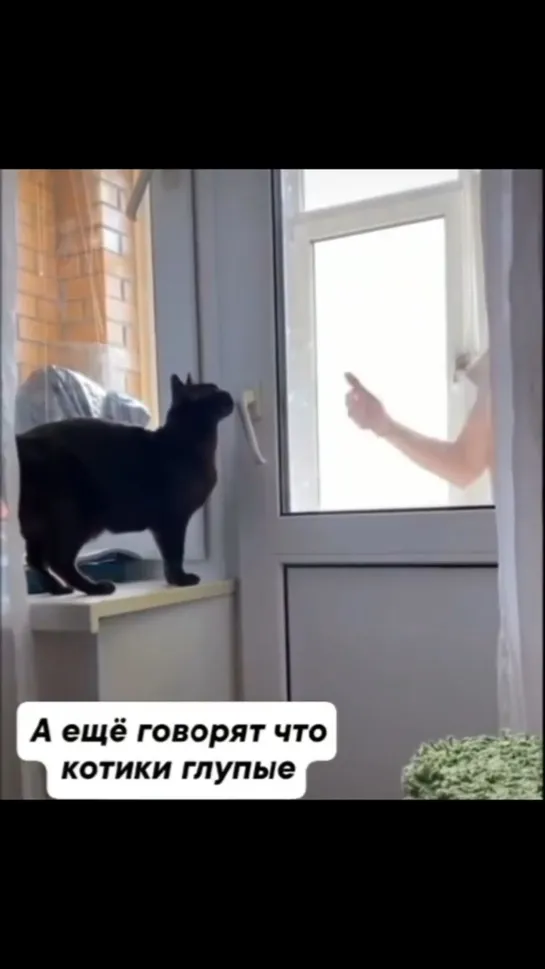 Видео от InstaКотики