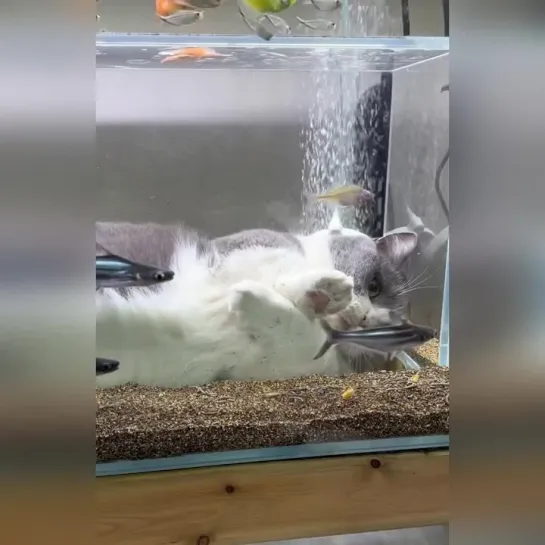 Дневник кота