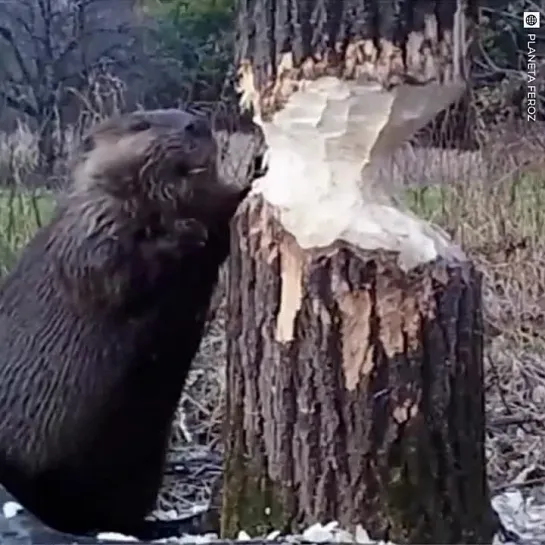 Видео от Образовательный журнал со вкусом