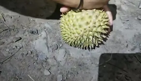 Durian.mp4