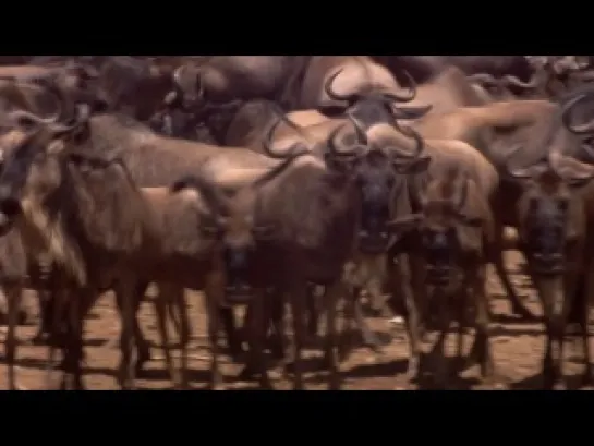 2 of 2 - / Дикая природа: шпион среди антилоп гну. Переправа /Trek: Spy on the Wildebeest. The Crossing/ 2007