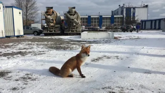 Профессиональный "любитель" котлет на шару.