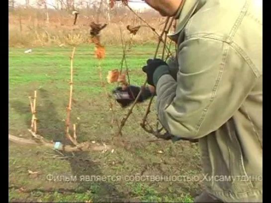 Обрезка и посадка винограда