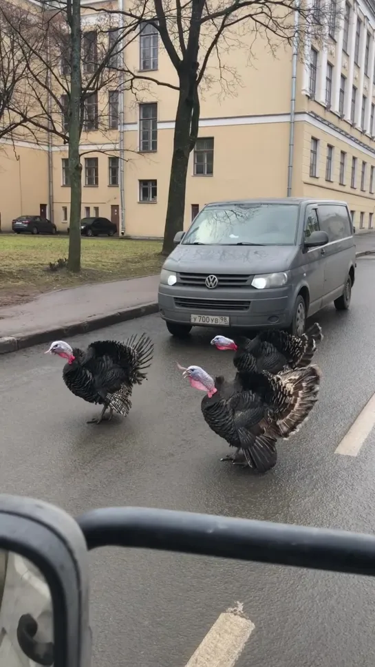 Видео от Антона Басалаева