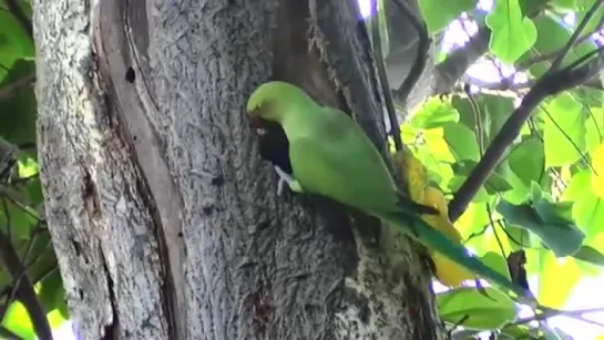 Indian_Ringneck_parrot_digging__nest_in_tree_for_breeding.mp4