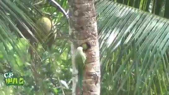 Mother_and_baby_parrot_!.mp4